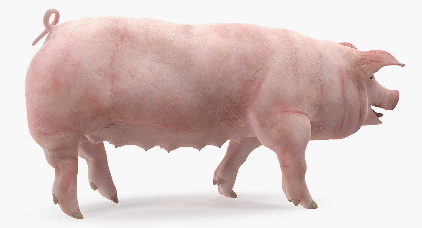 Pig Sow Landrace Walking Pose 3D model