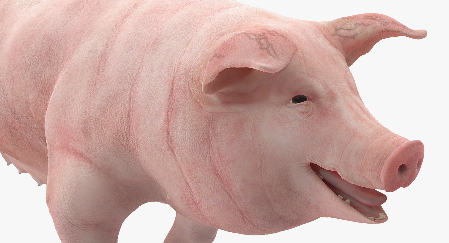 Pig Sow Landrace Walking Pose 3D model