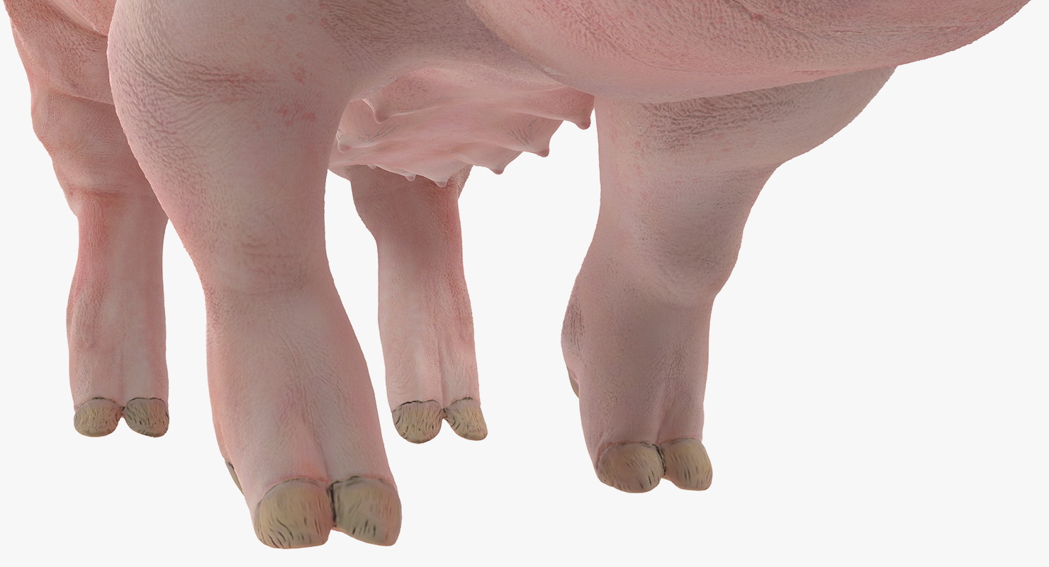Pig Sow Landrace Walking Pose 3D model