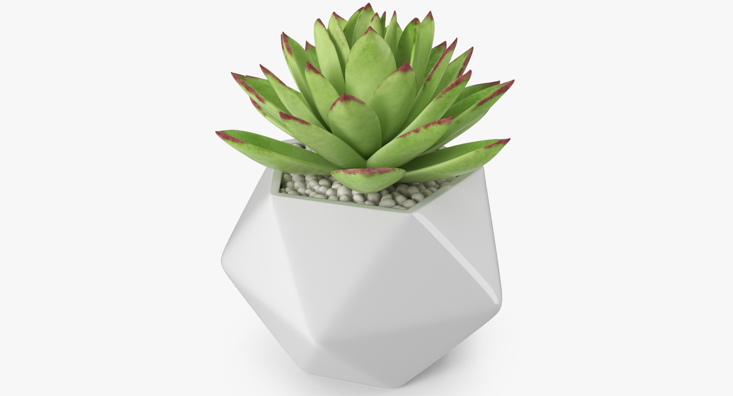 3D Echeveria Agavoides Lipstick model