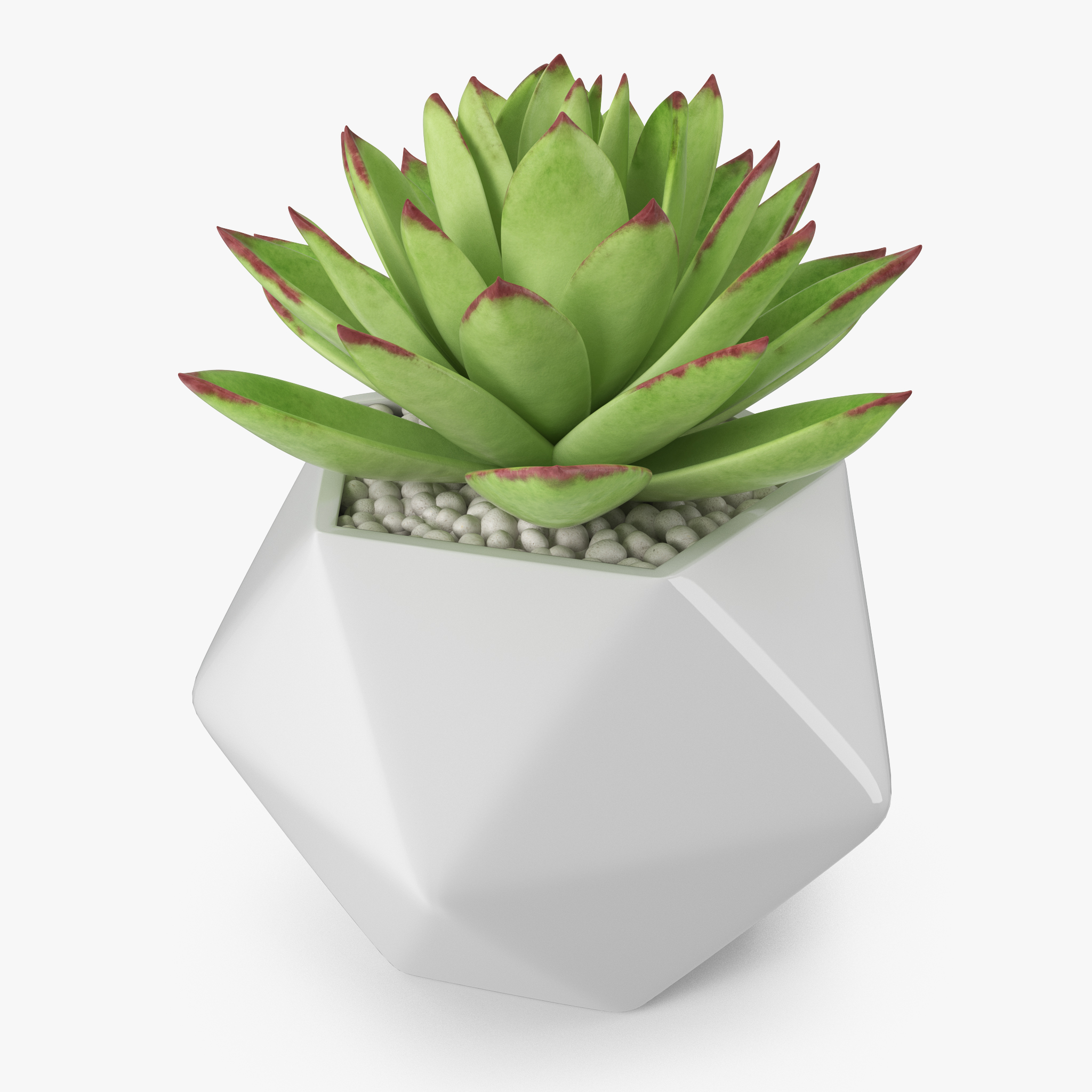 Echeveria Agavoides, view 3