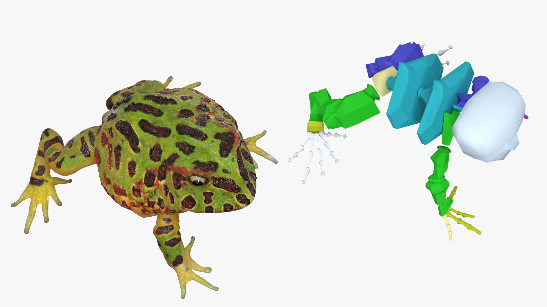 3D Realistic Horned Toad Rigged model
