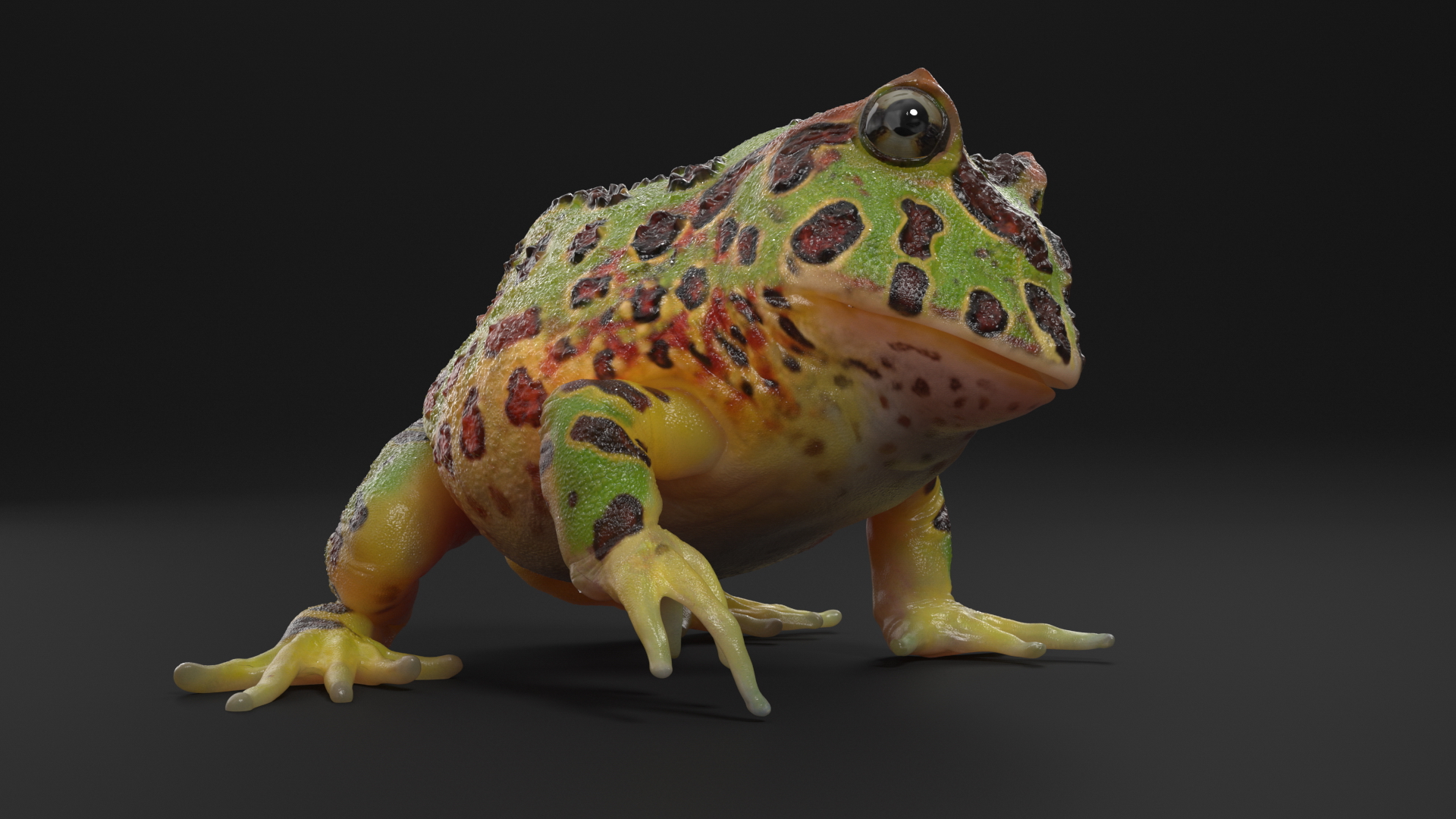 3D Realistic Horned Toad Rigged model