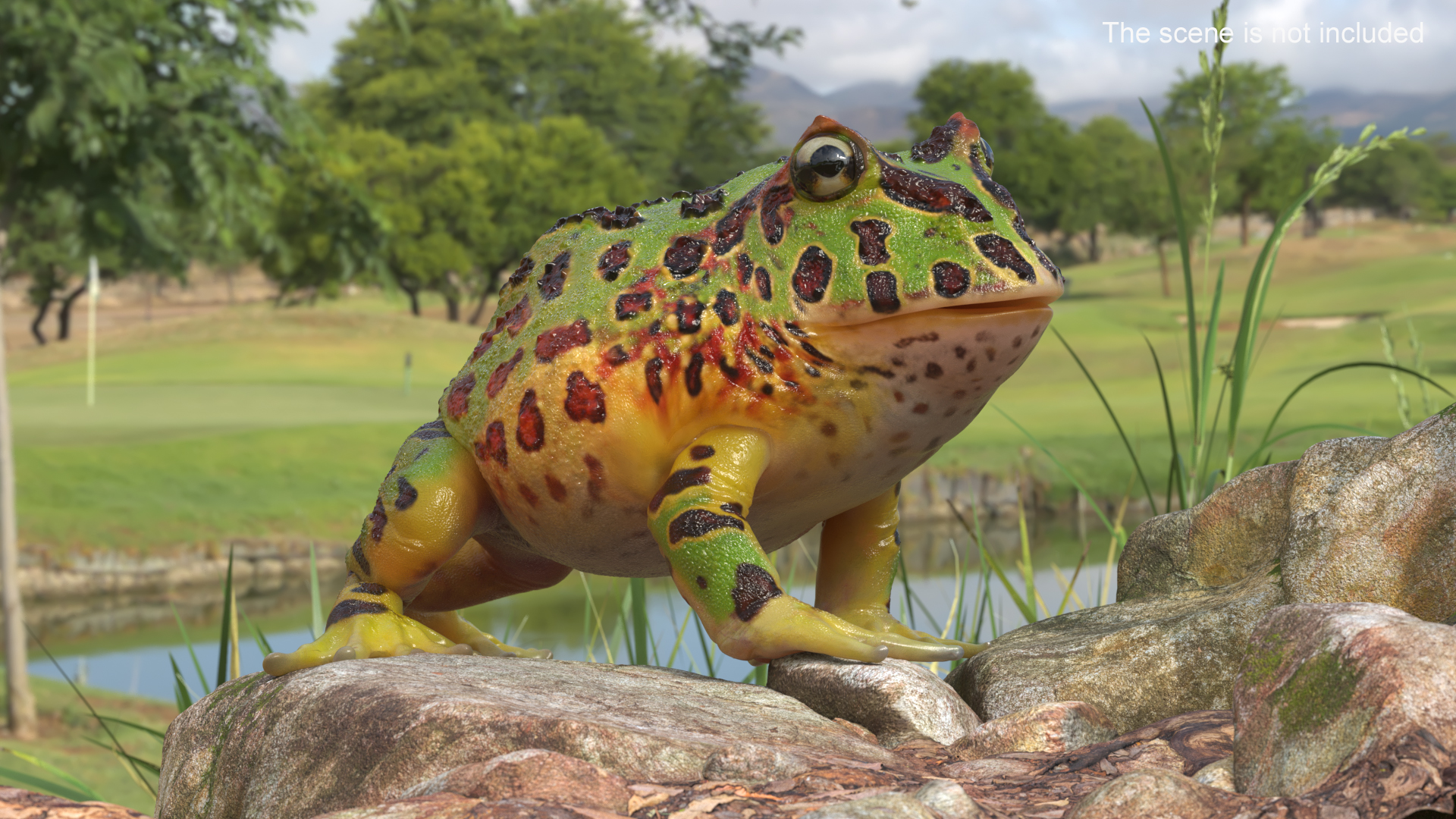 3D Realistic Horned Toad Rigged model