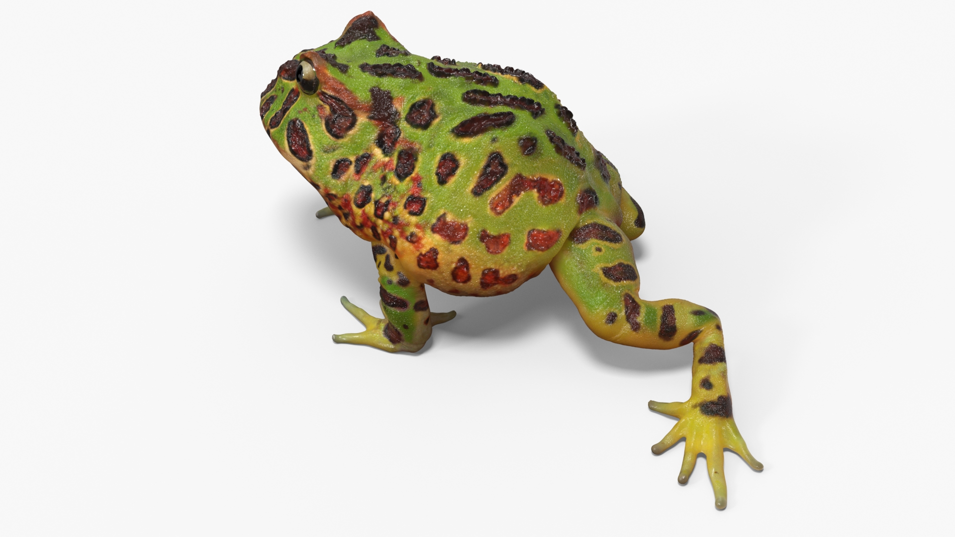 3D Realistic Horned Toad Rigged model
