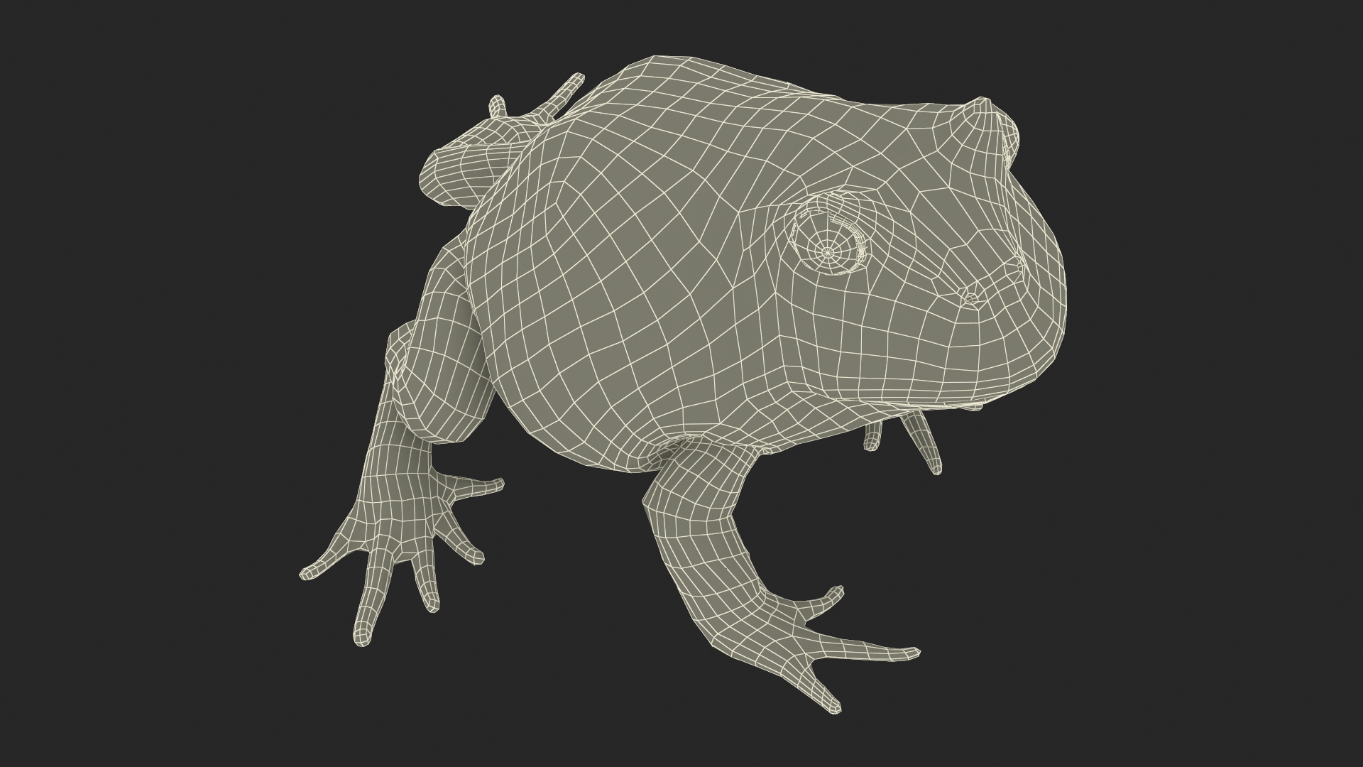 3D Realistic Horned Toad Rigged model