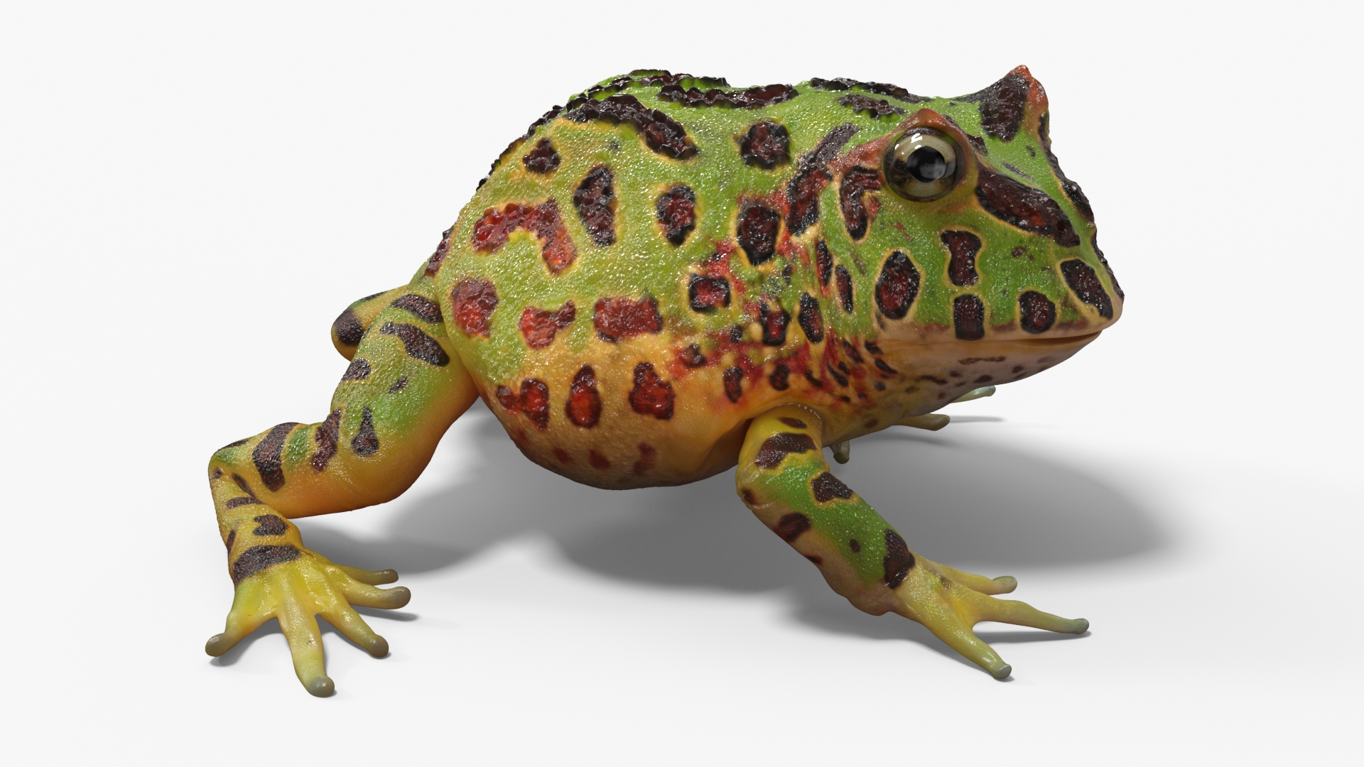 3D Realistic Horned Toad Rigged model