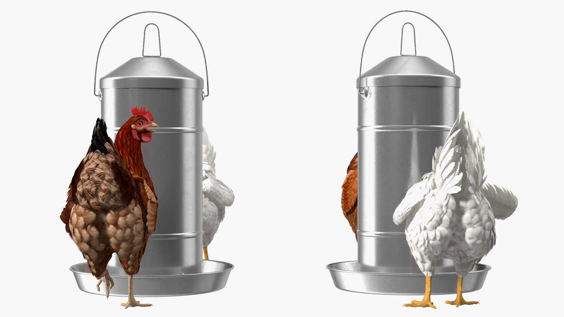 3D Poultry Feeder with Chickens model