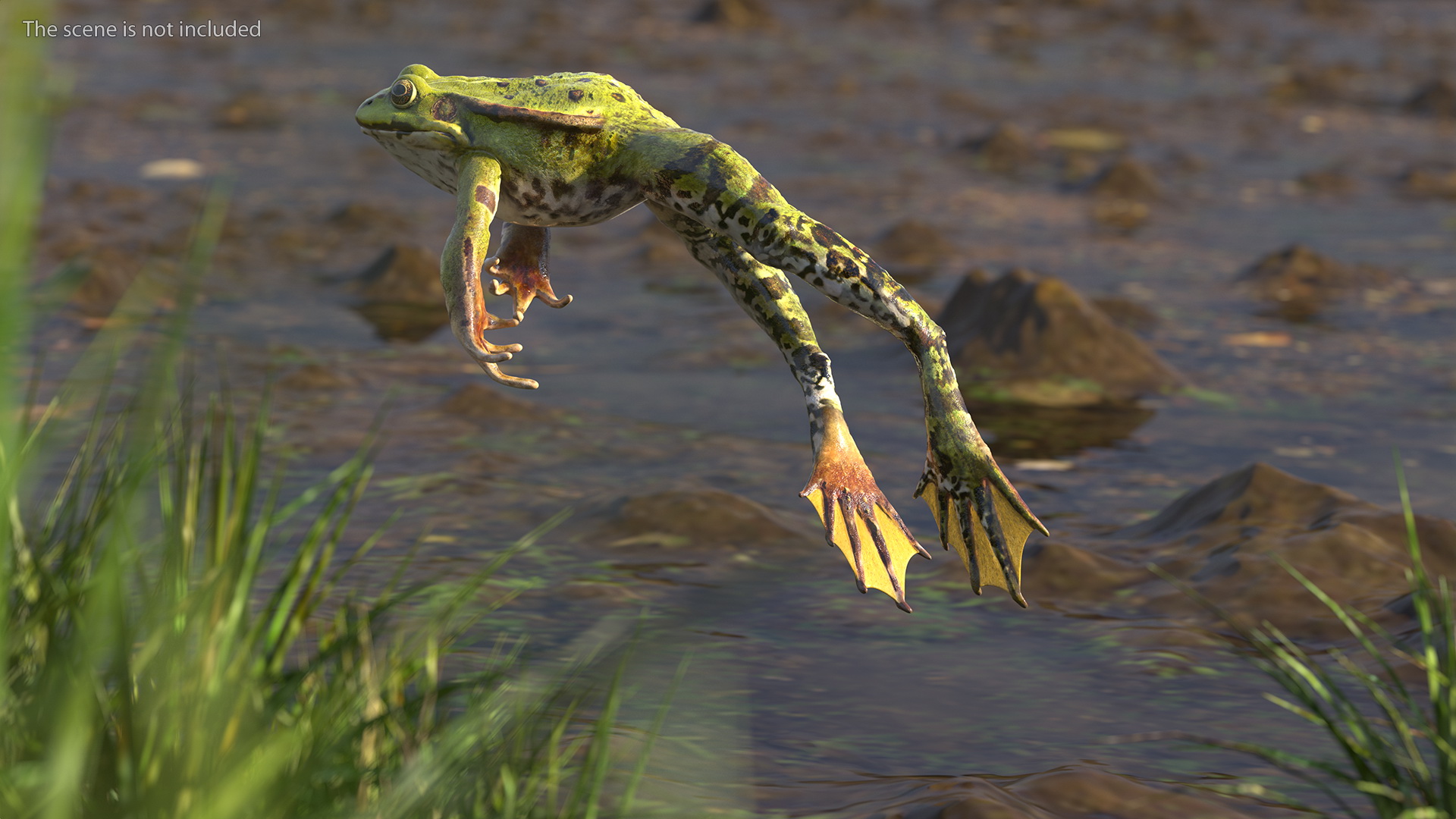Frog Jumping Pose 3D