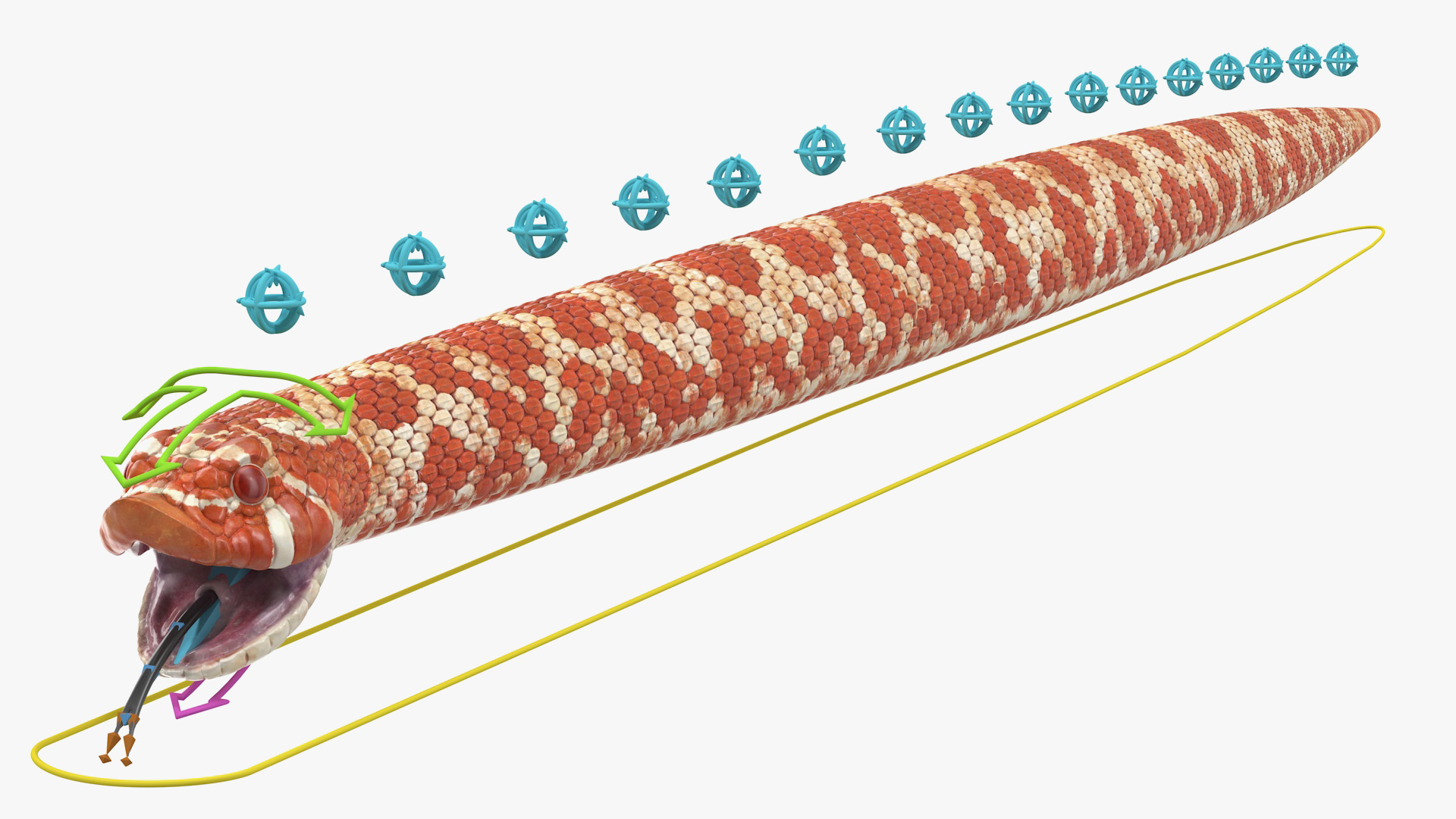 Albino Hognose Snake Rigged 3D
