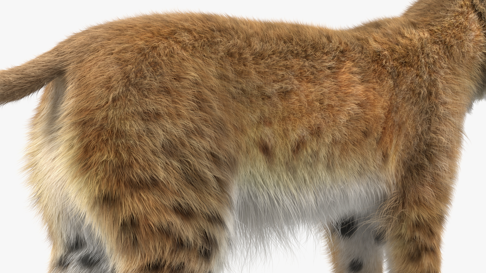 Bobcat Fur Rigged 3D