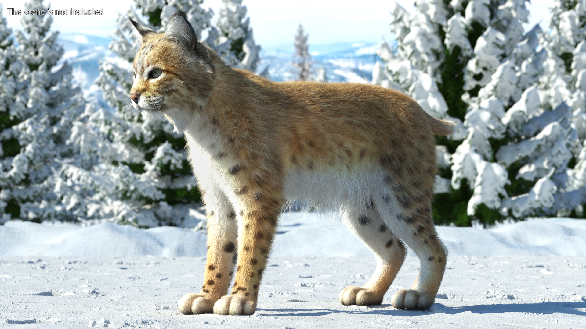 Bobcat Fur Rigged 3D