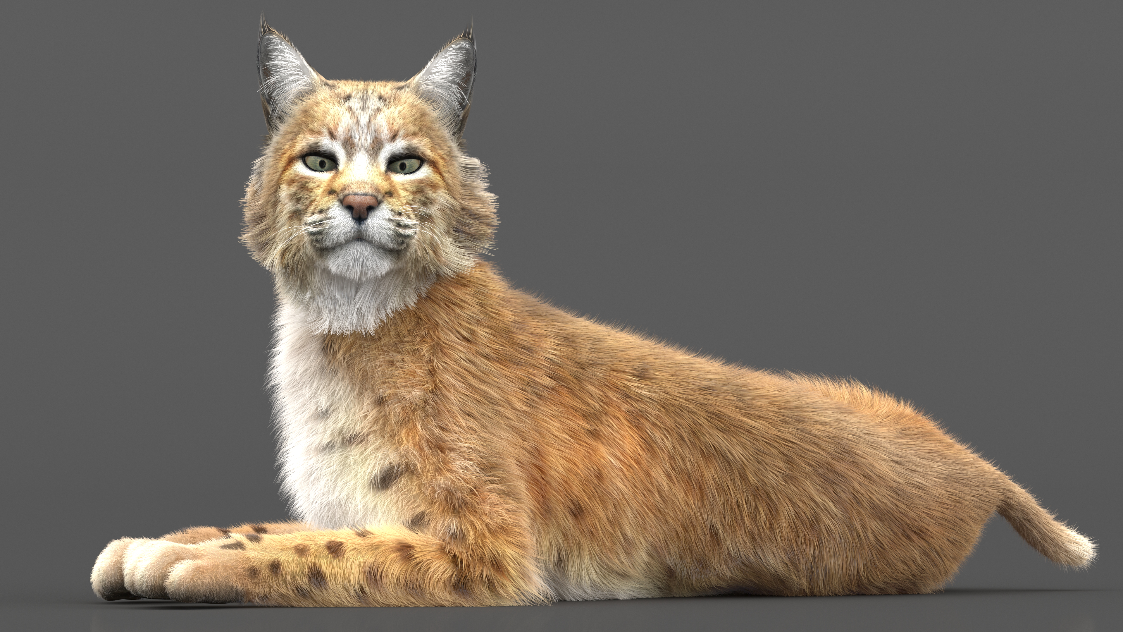 Bobcat Fur Rigged 3D