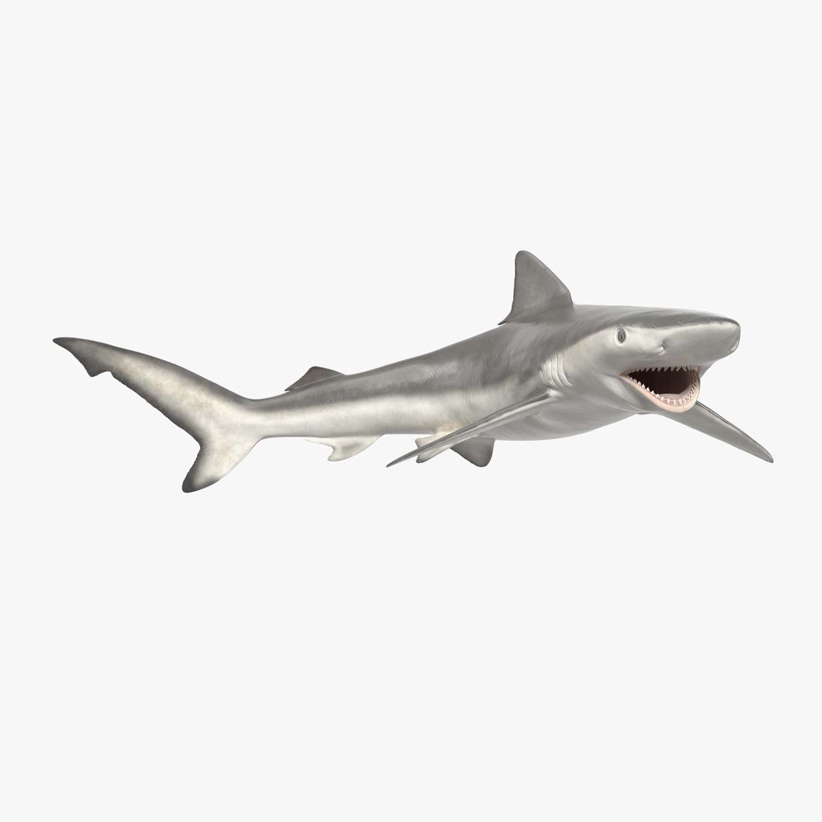 Carcharhinus Porosus Shark Rigged for Cinema 4D 3D