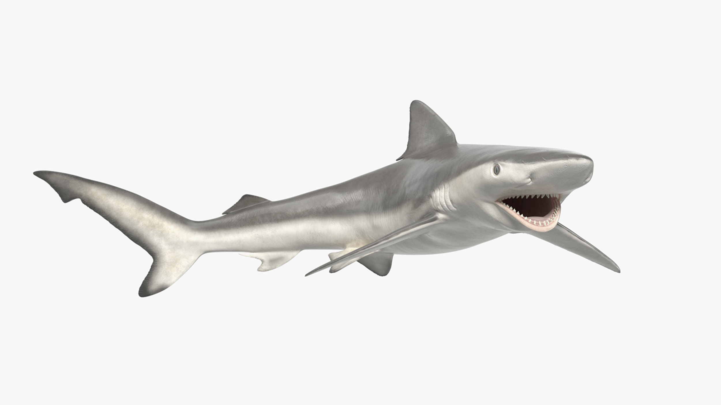Carcharhinus Porosus Shark Rigged for Cinema 4D 3D
