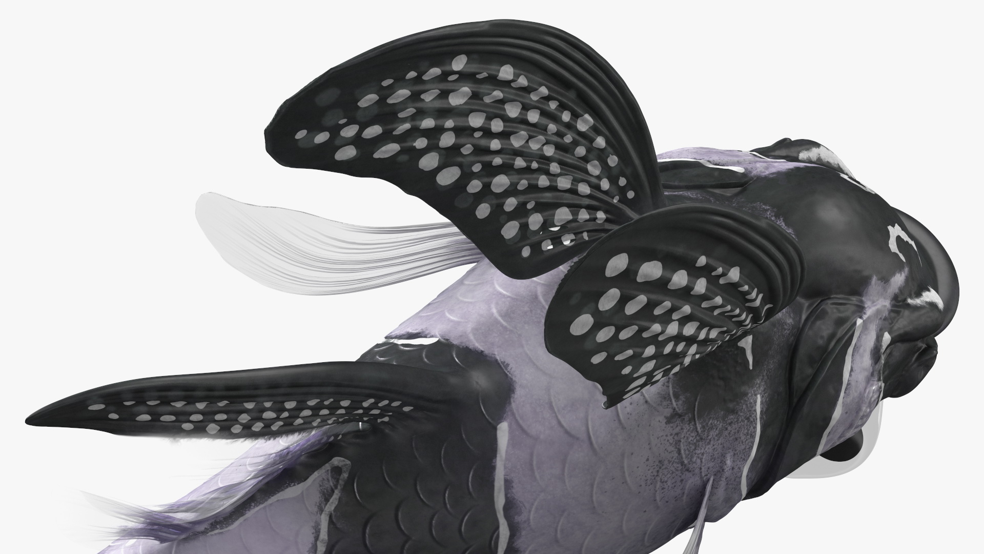 Longfin Cardinalfish Swimming Pose 3D model
