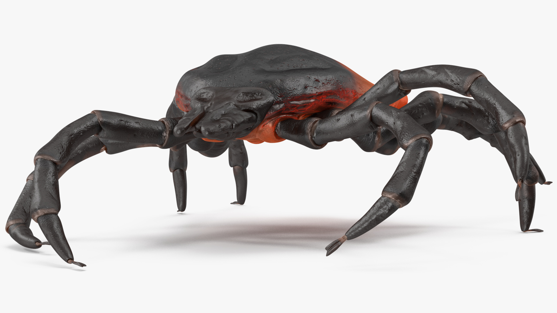 3D Tick Crawling Pose model