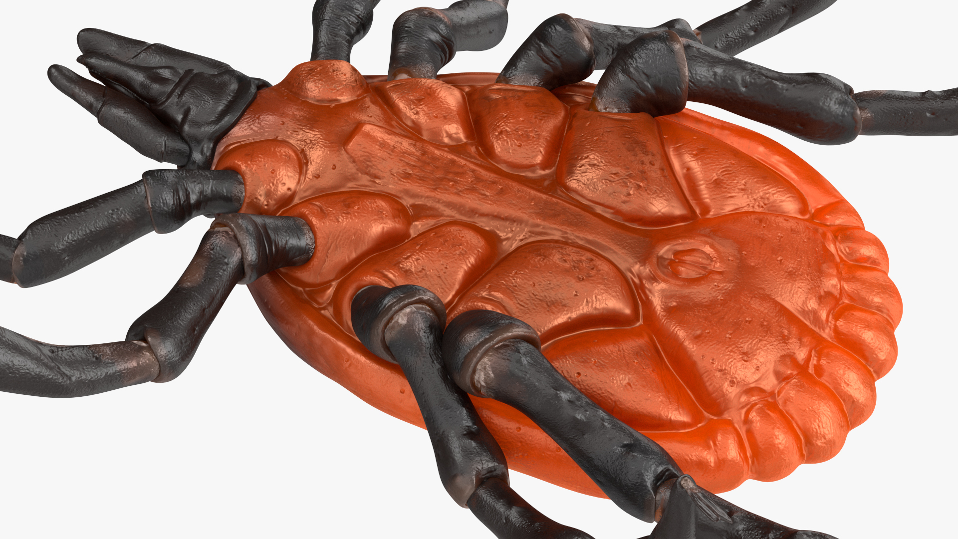 3D Tick Crawling Pose model