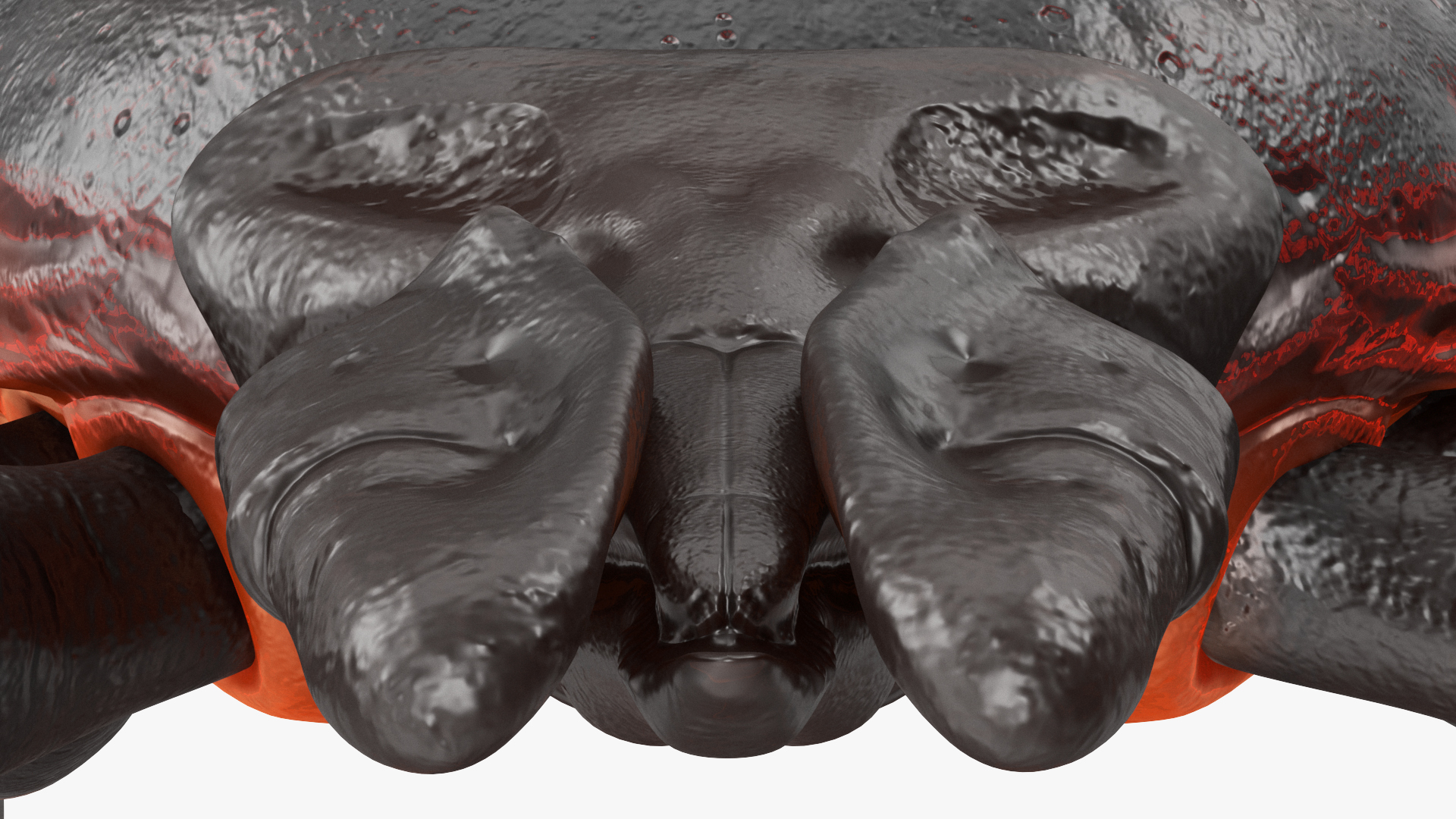 3D Tick Crawling Pose model