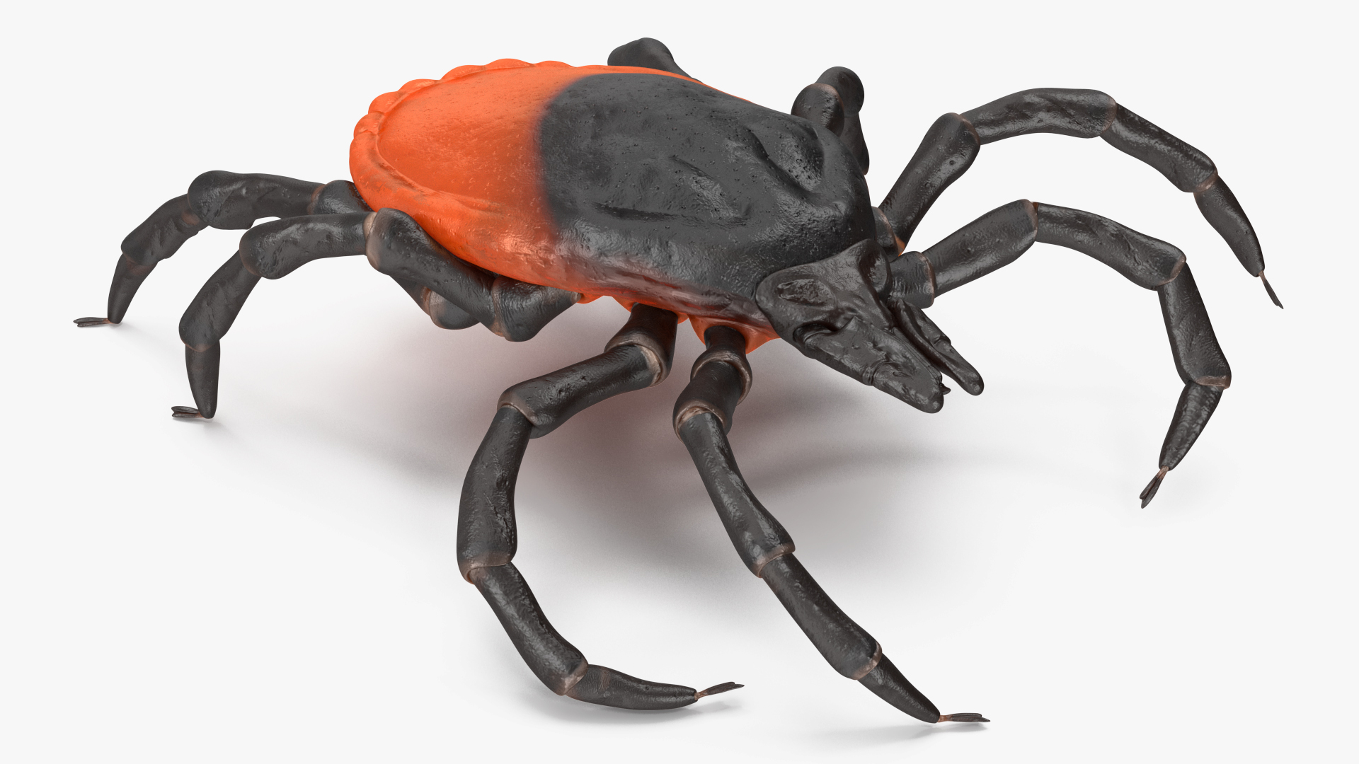 3D Tick Crawling Pose model