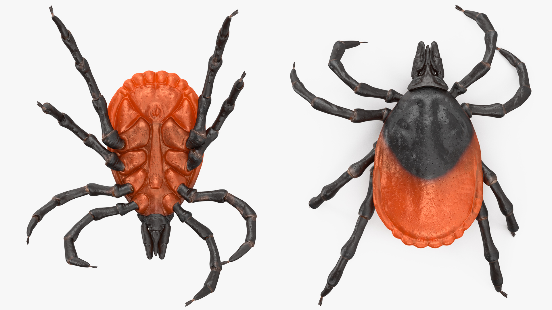 3D Tick Crawling Pose model