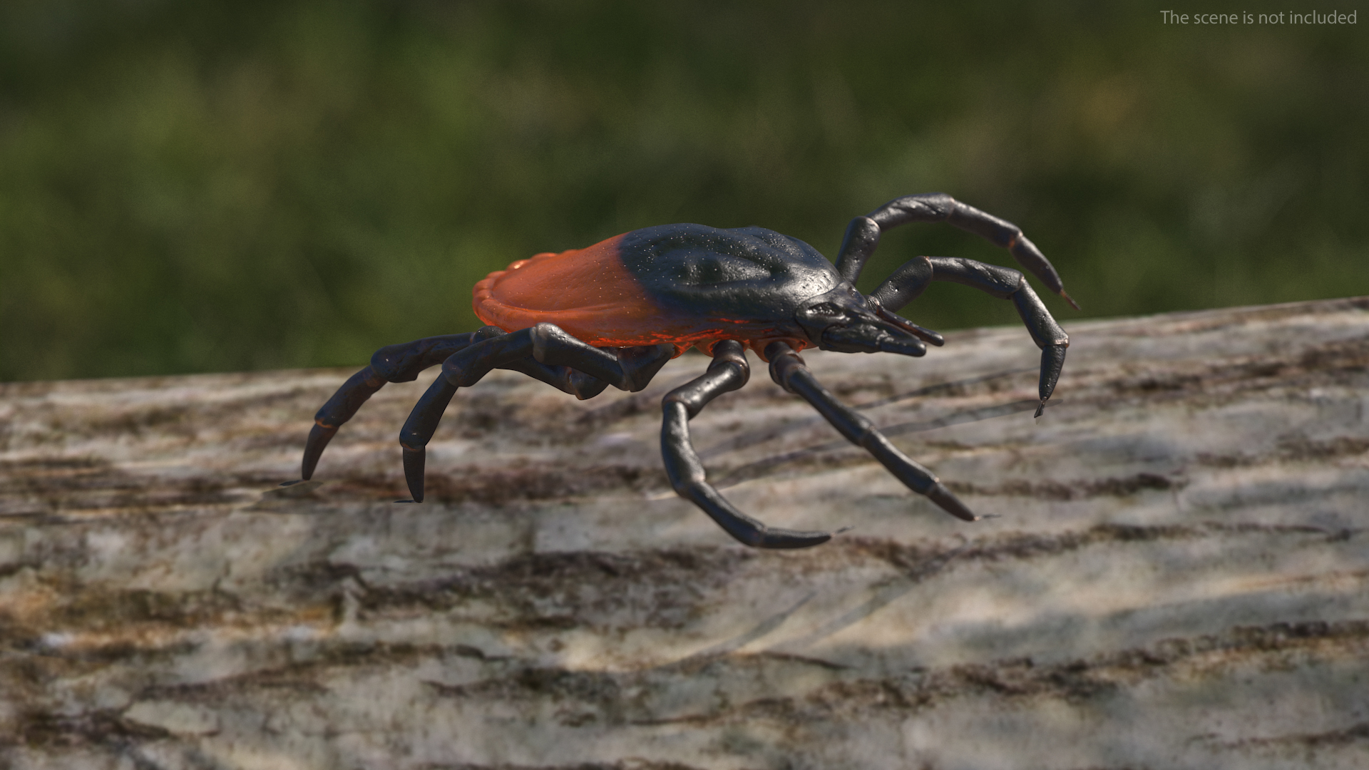 3D Tick Crawling Pose model