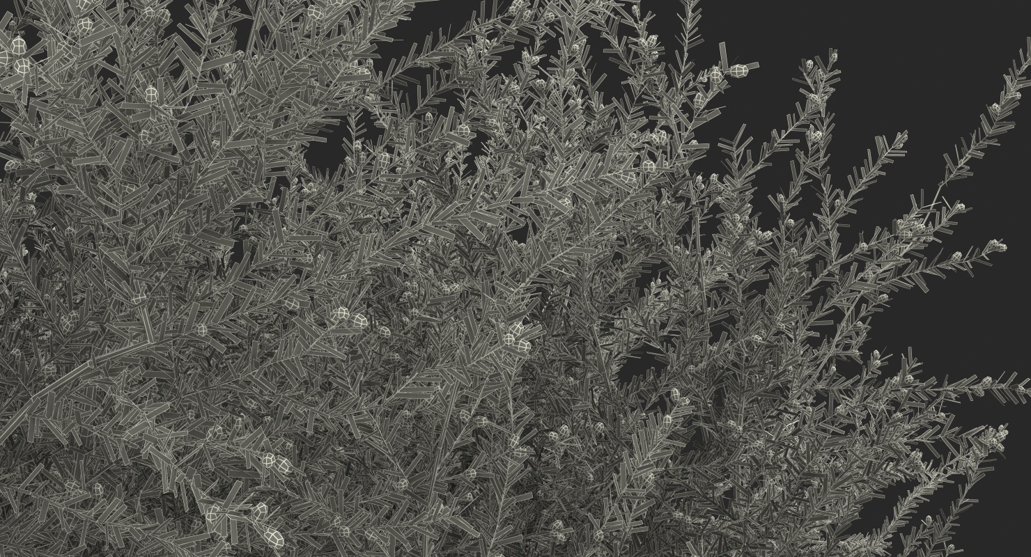 Olive Tree With Olives 3D