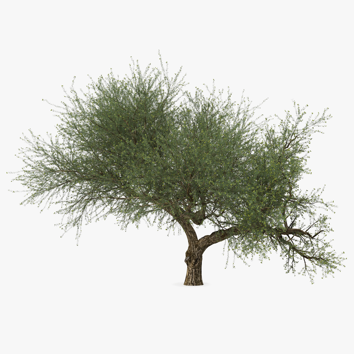 Olive Tree With Olives 3D Model