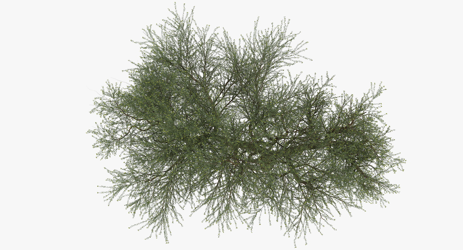 Olive Tree With Olives 3D