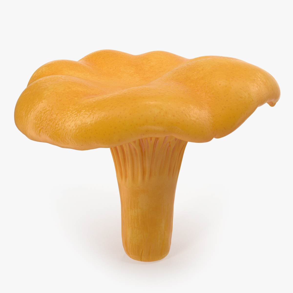 Chanterelle Mushroom 3D Model, view 4