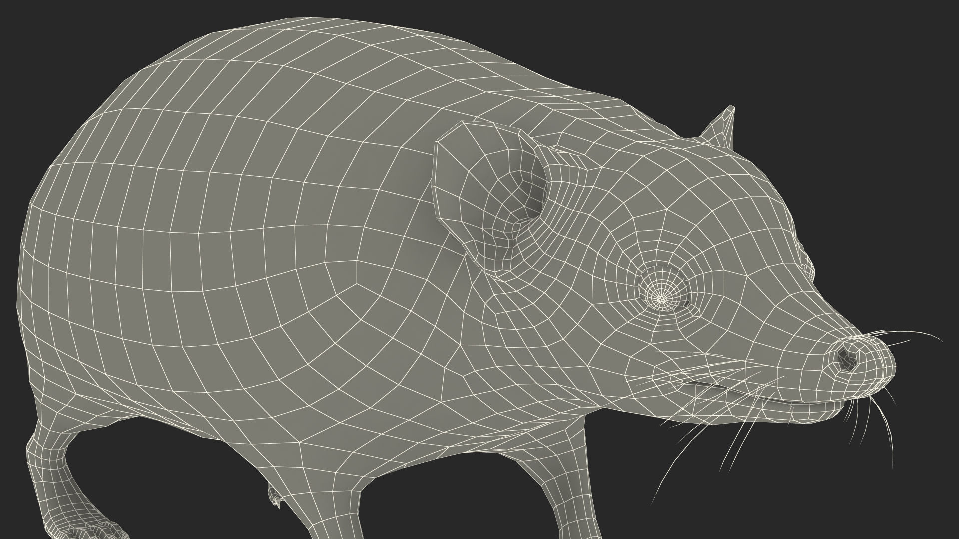 Hedgehog Bald Rigged for Maya 3D model