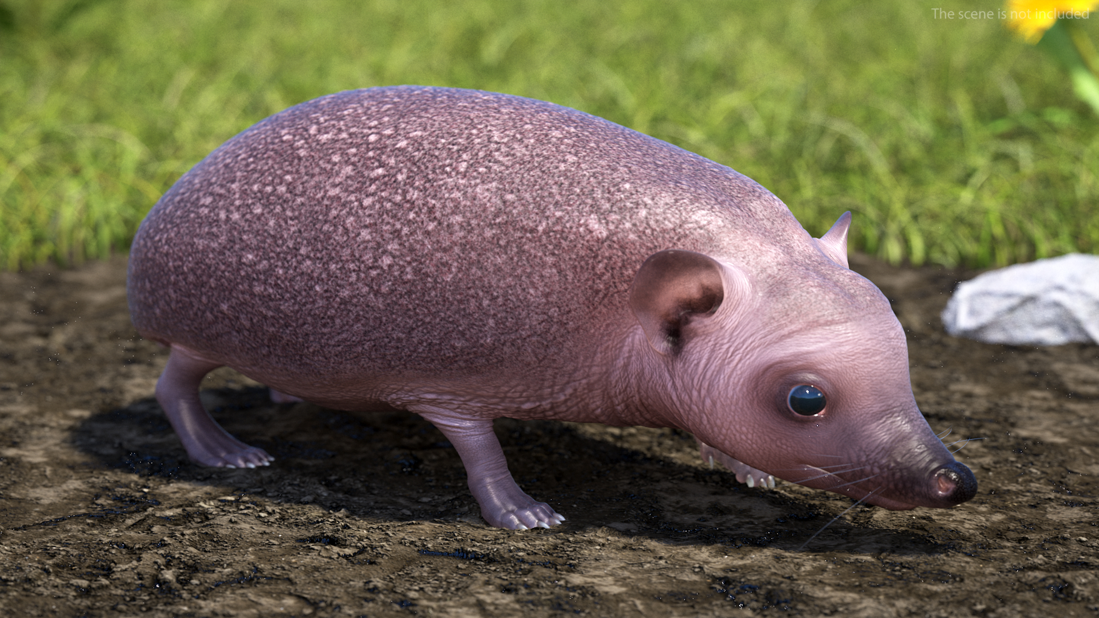 Hedgehog Bald Rigged for Maya 3D model