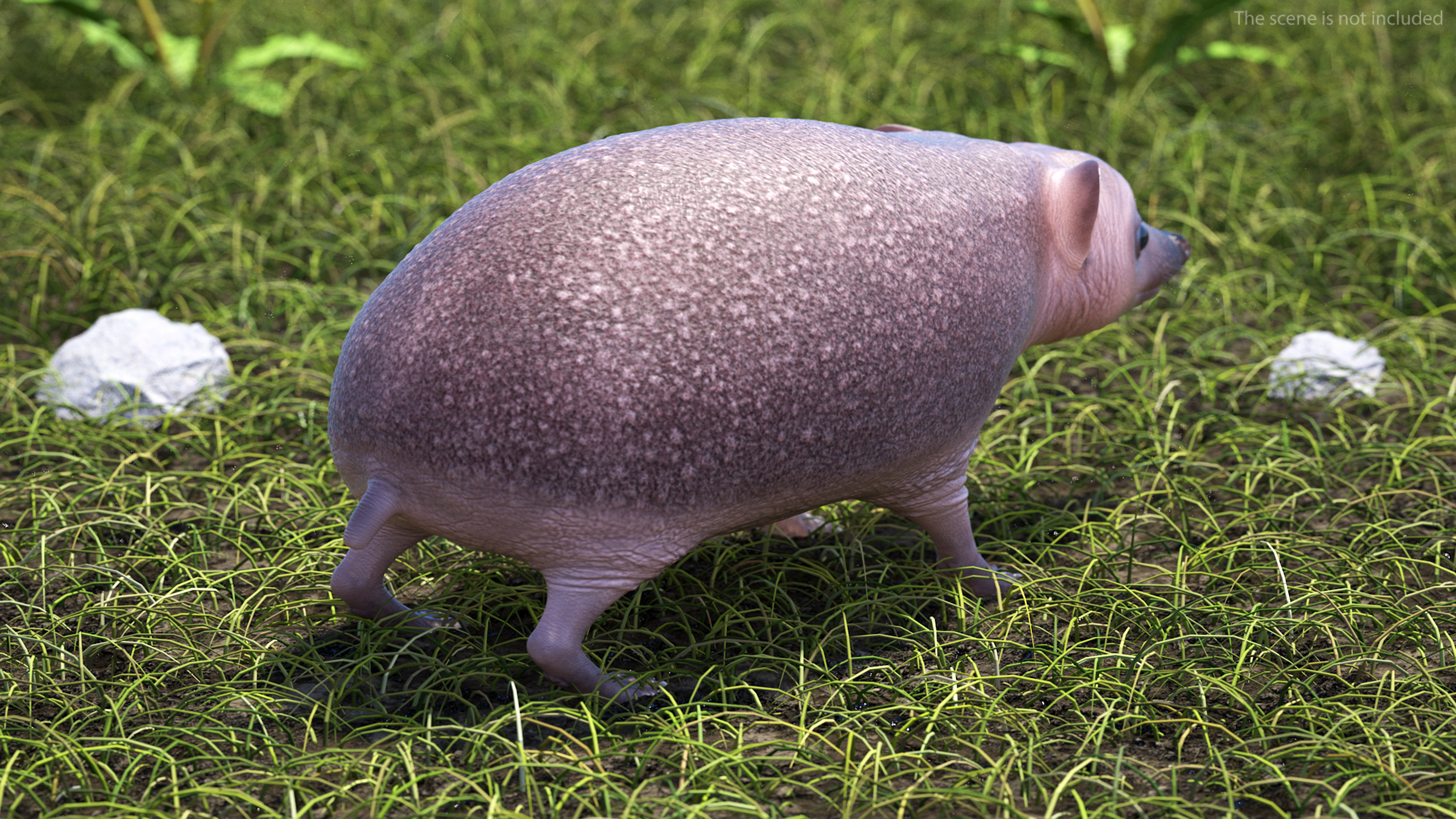 Hedgehog Bald Rigged for Maya 3D model