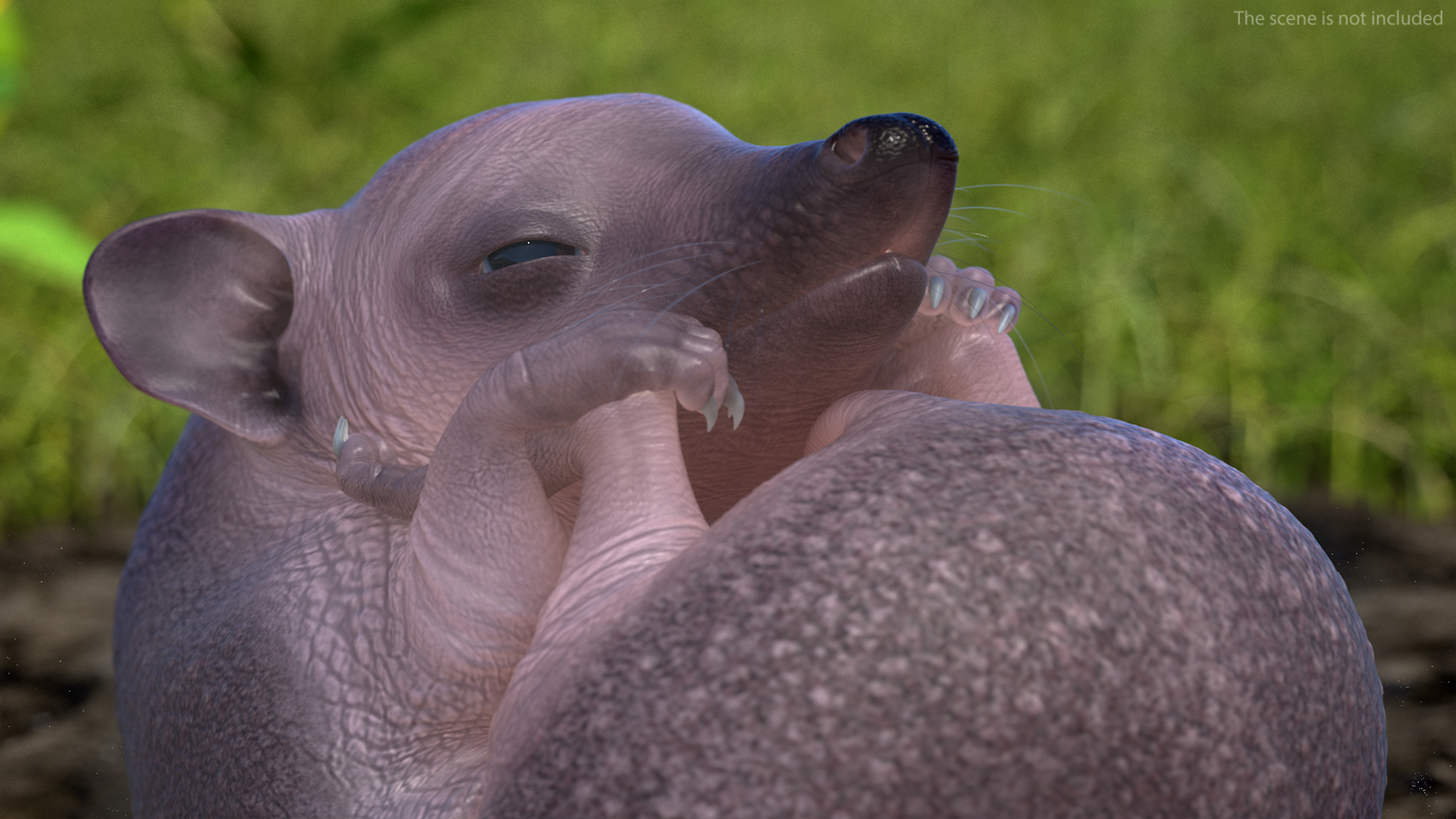 Hedgehog Bald Rigged for Maya 3D model