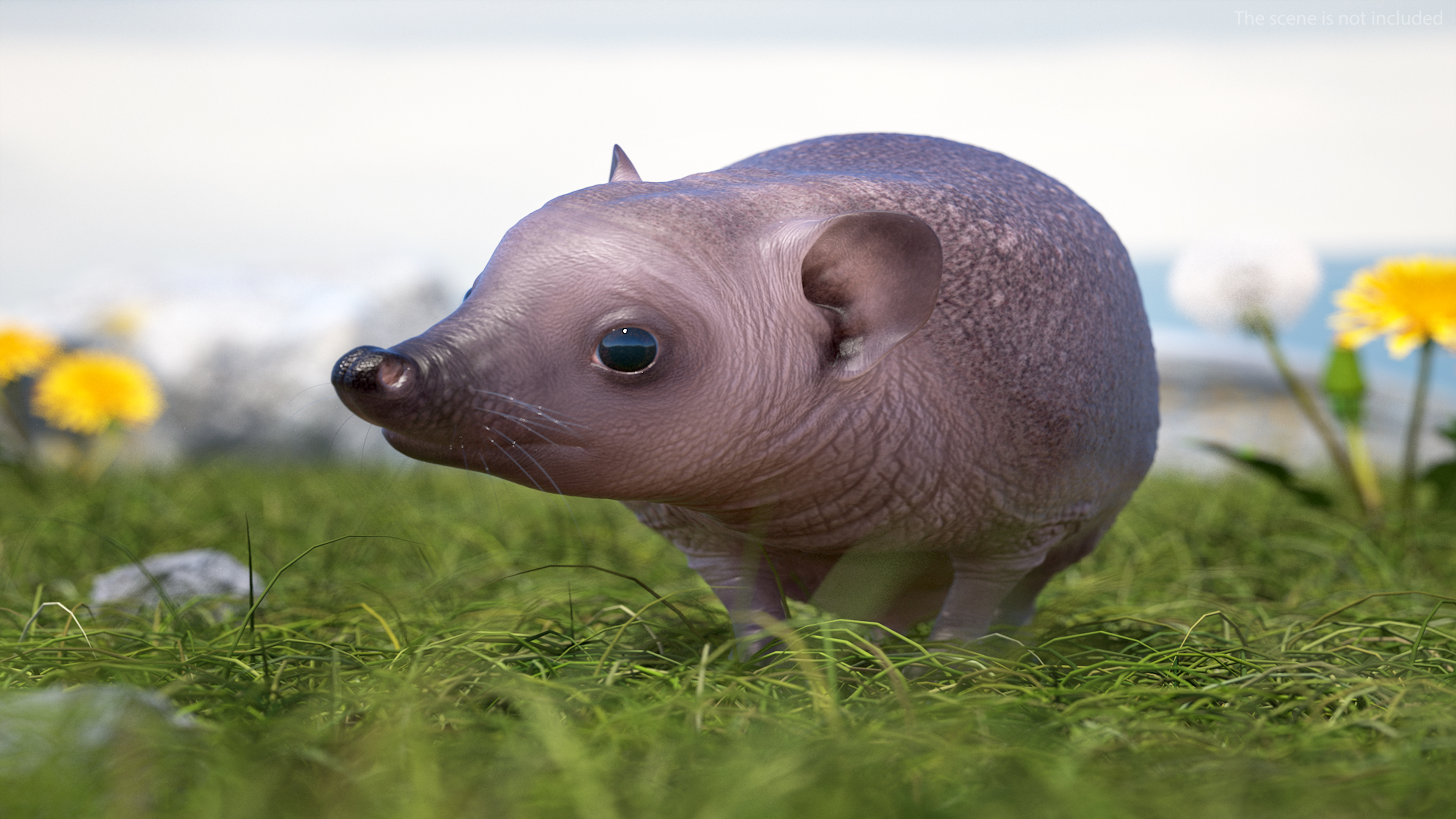 Hedgehog Bald Rigged for Maya 3D model