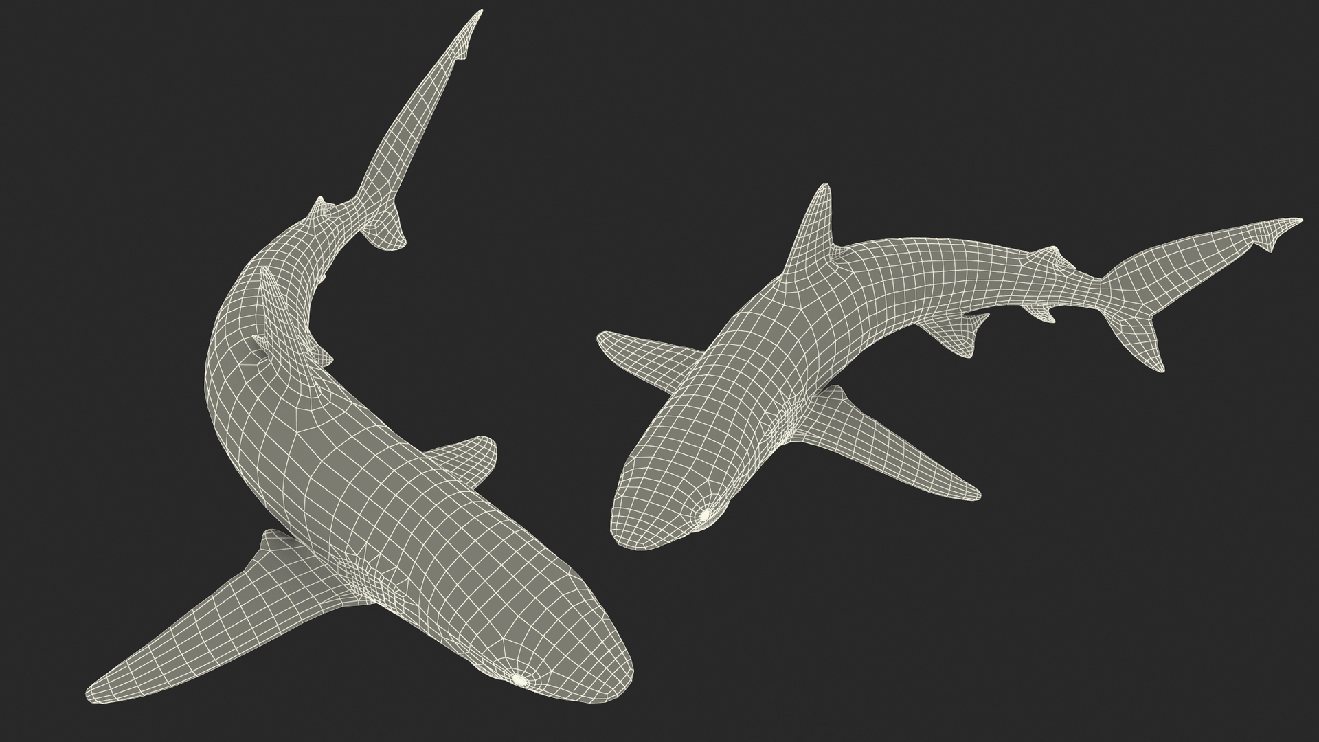 3D model Grey Reef Shark