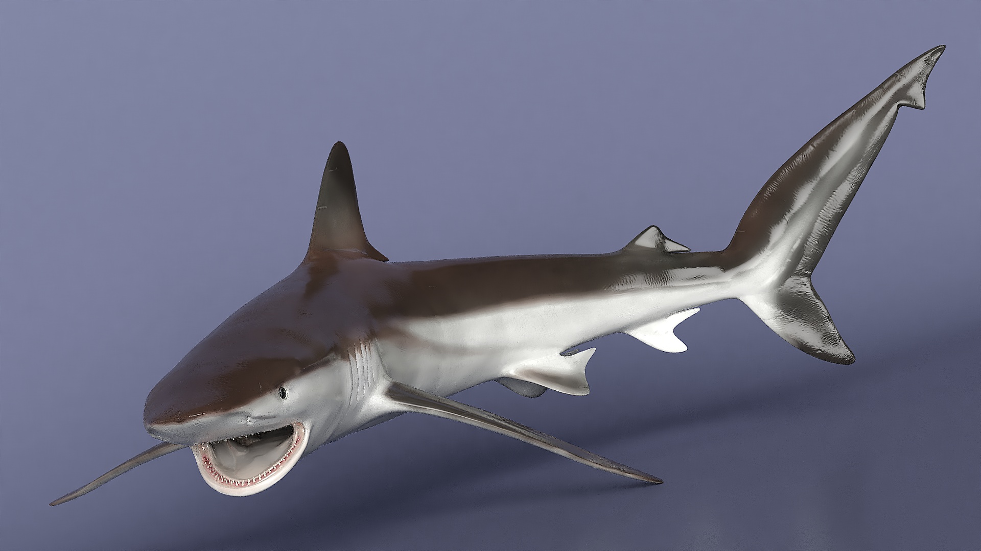 3D model Grey Reef Shark