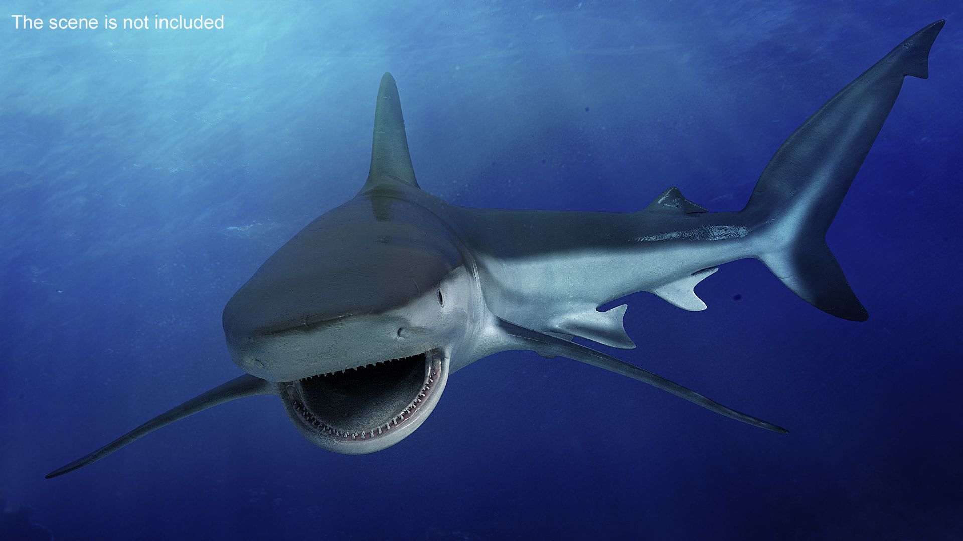 3D model Grey Reef Shark
