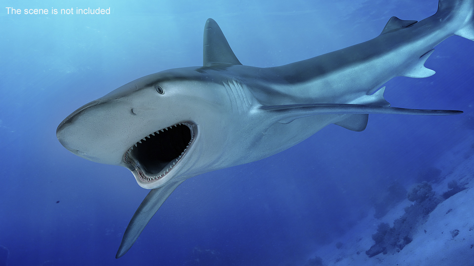 3D model Grey Reef Shark