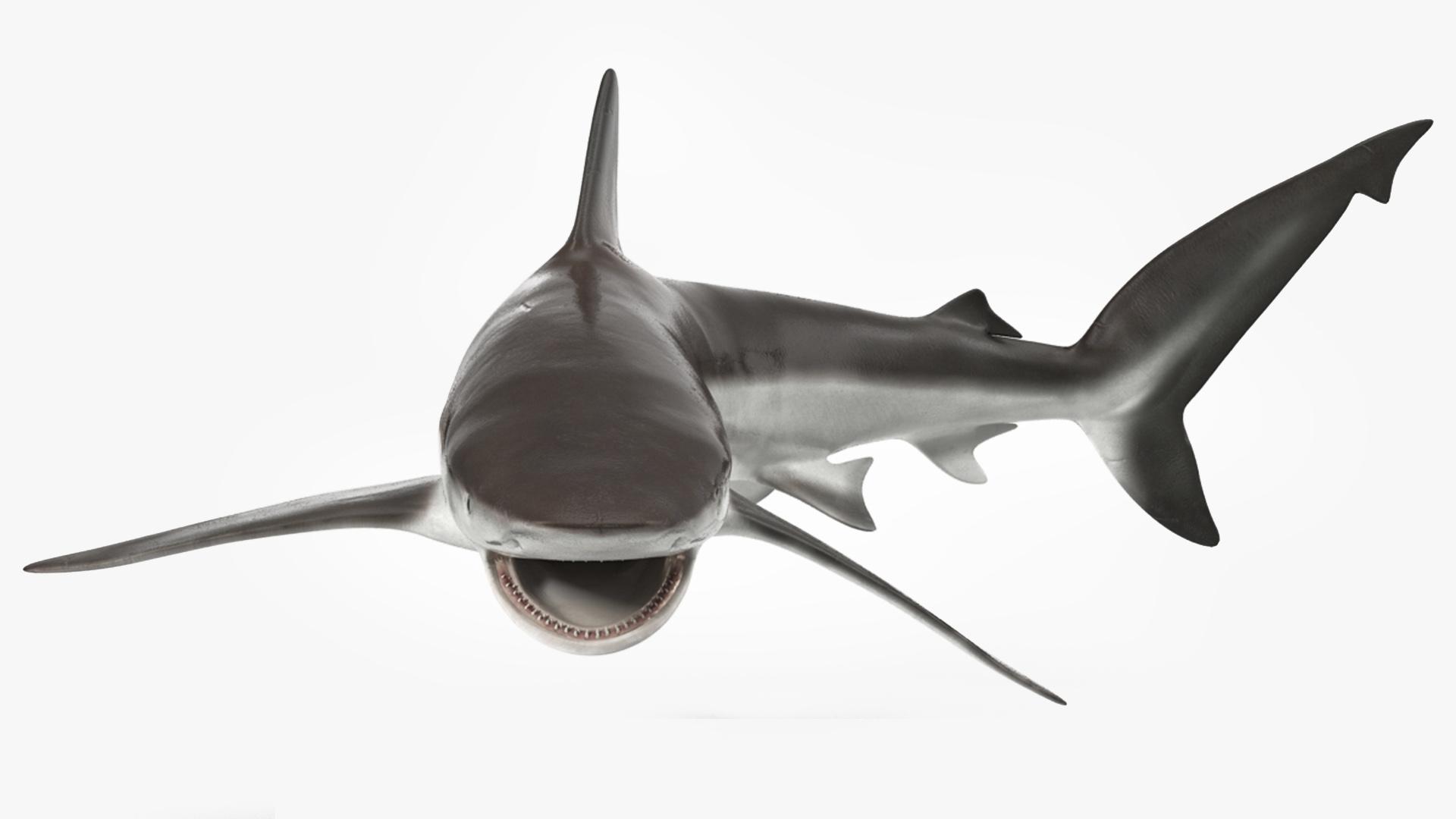 3D model Grey Reef Shark