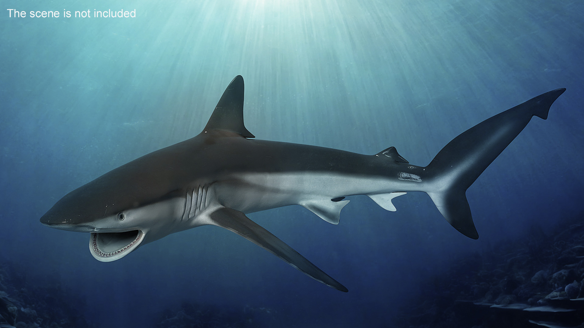 3D model Grey Reef Shark