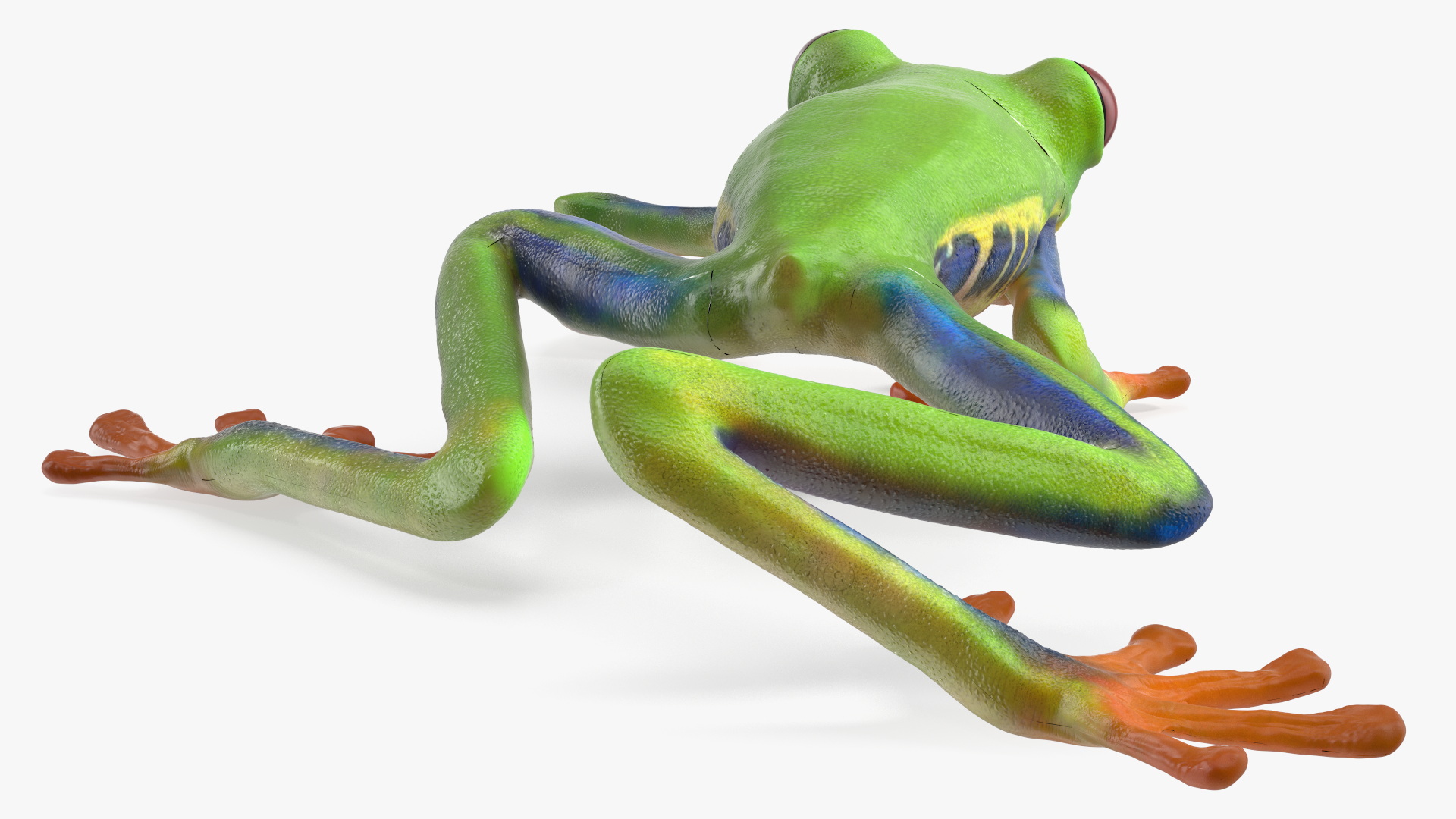 3D Agalychnis Callidryas