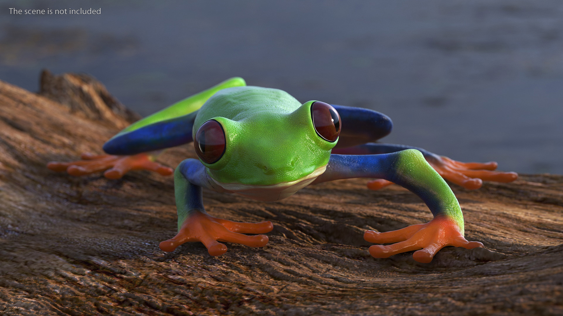 3D Agalychnis Callidryas