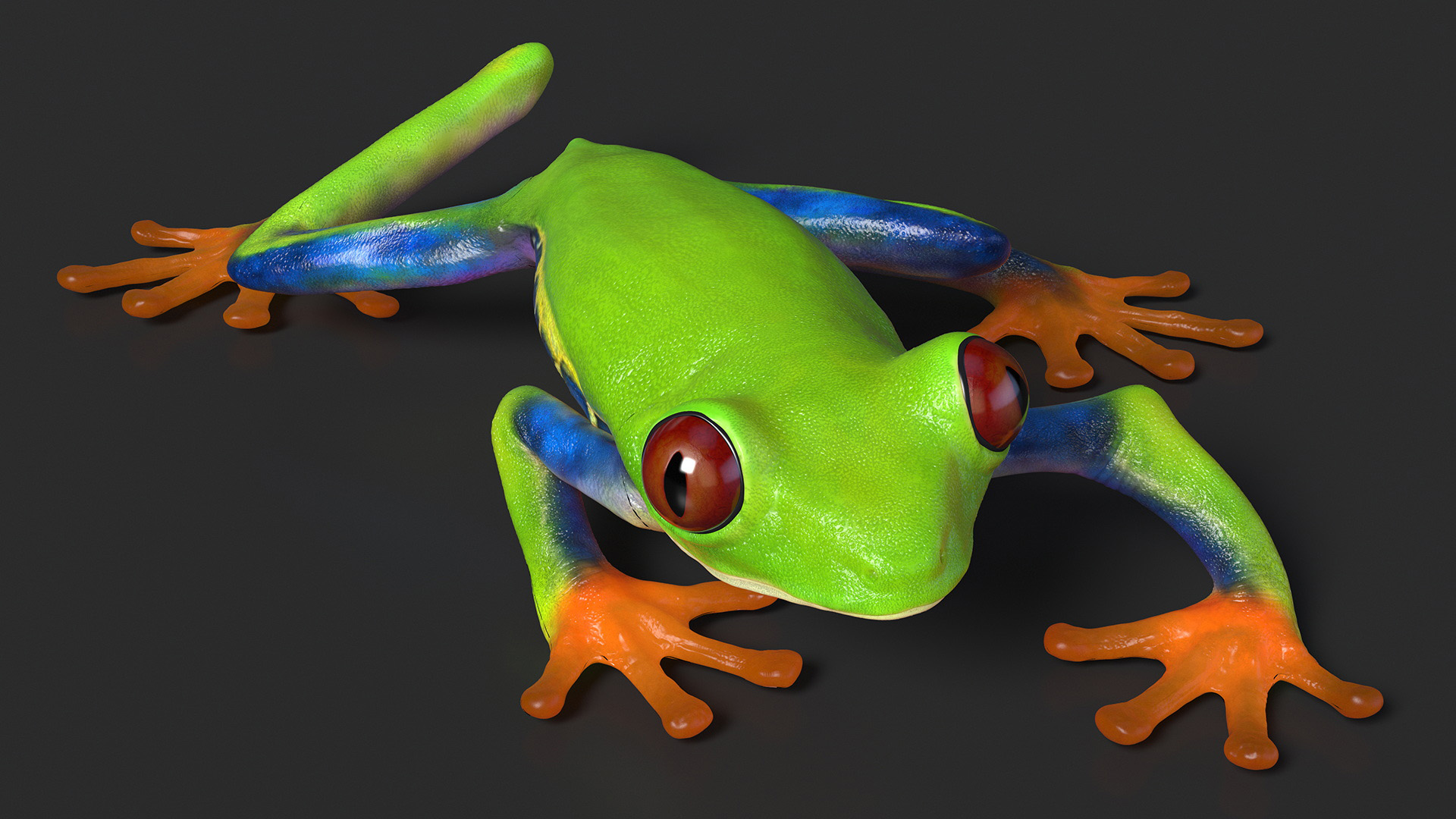 3D Agalychnis Callidryas