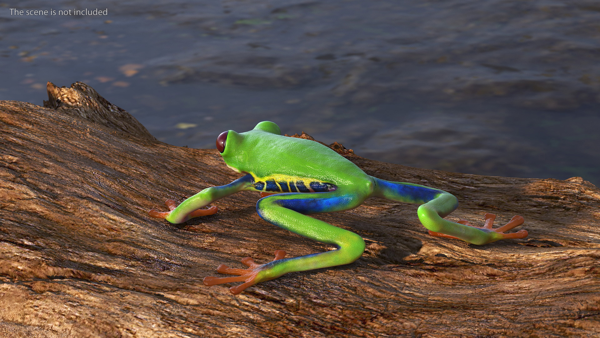 3D Agalychnis Callidryas