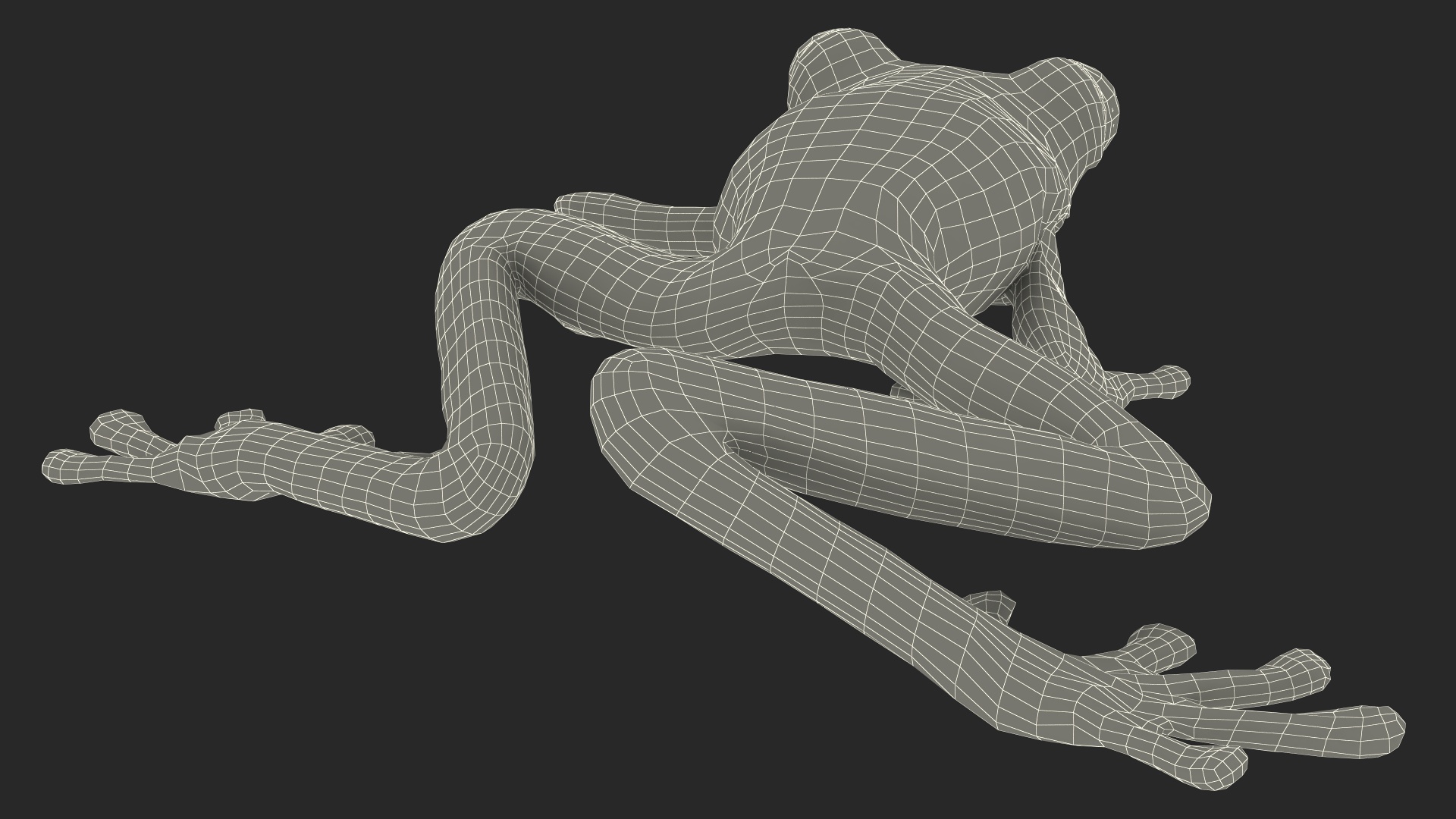 3D Agalychnis Callidryas