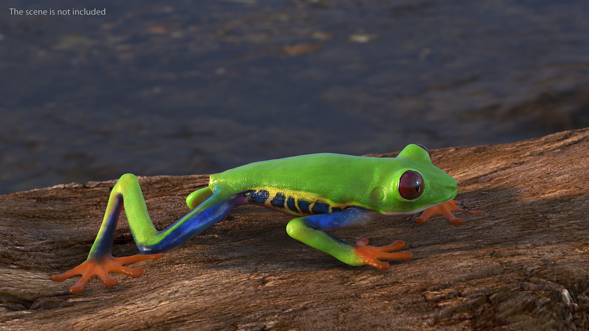 3D Agalychnis Callidryas