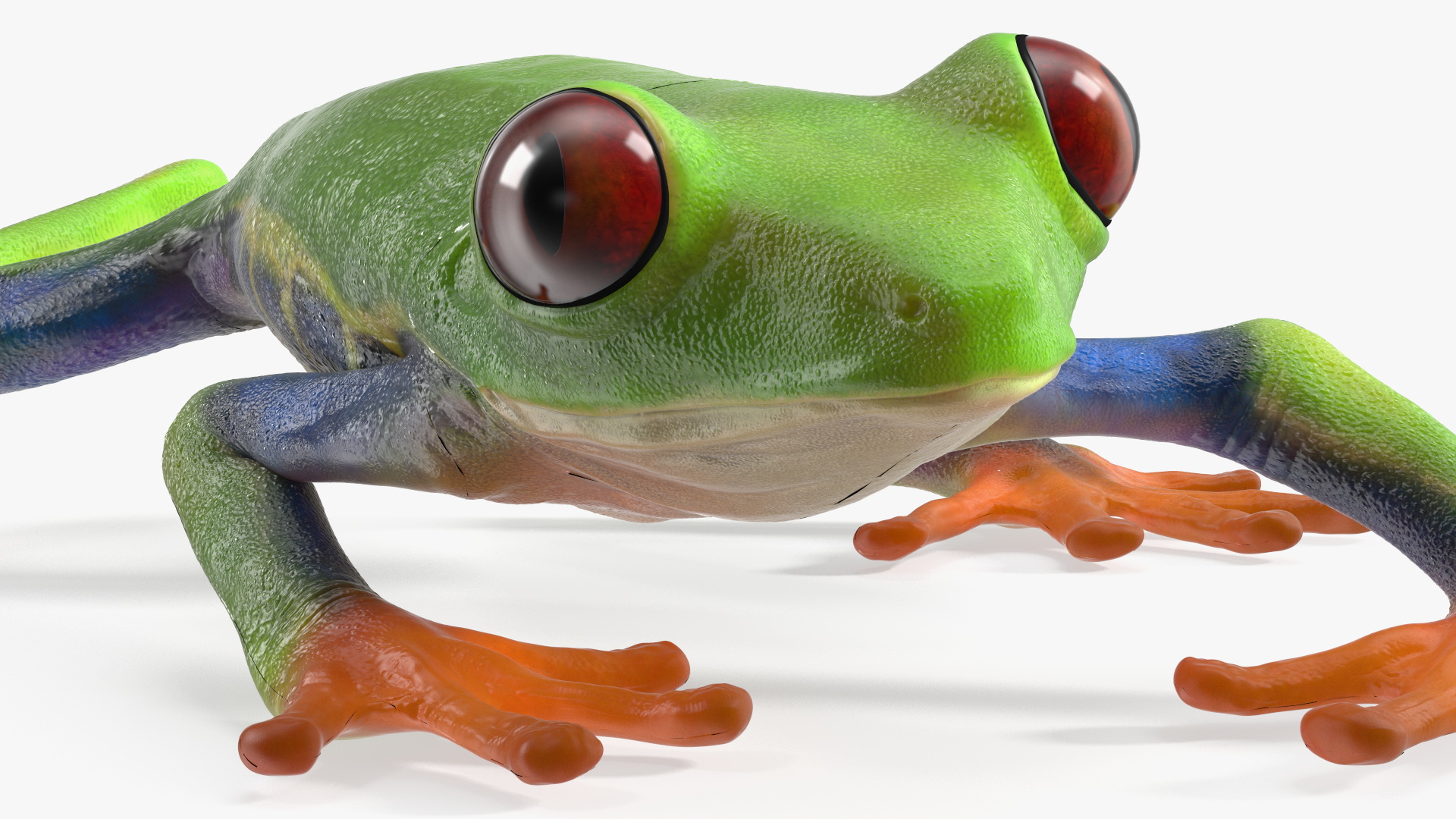 3D Agalychnis Callidryas