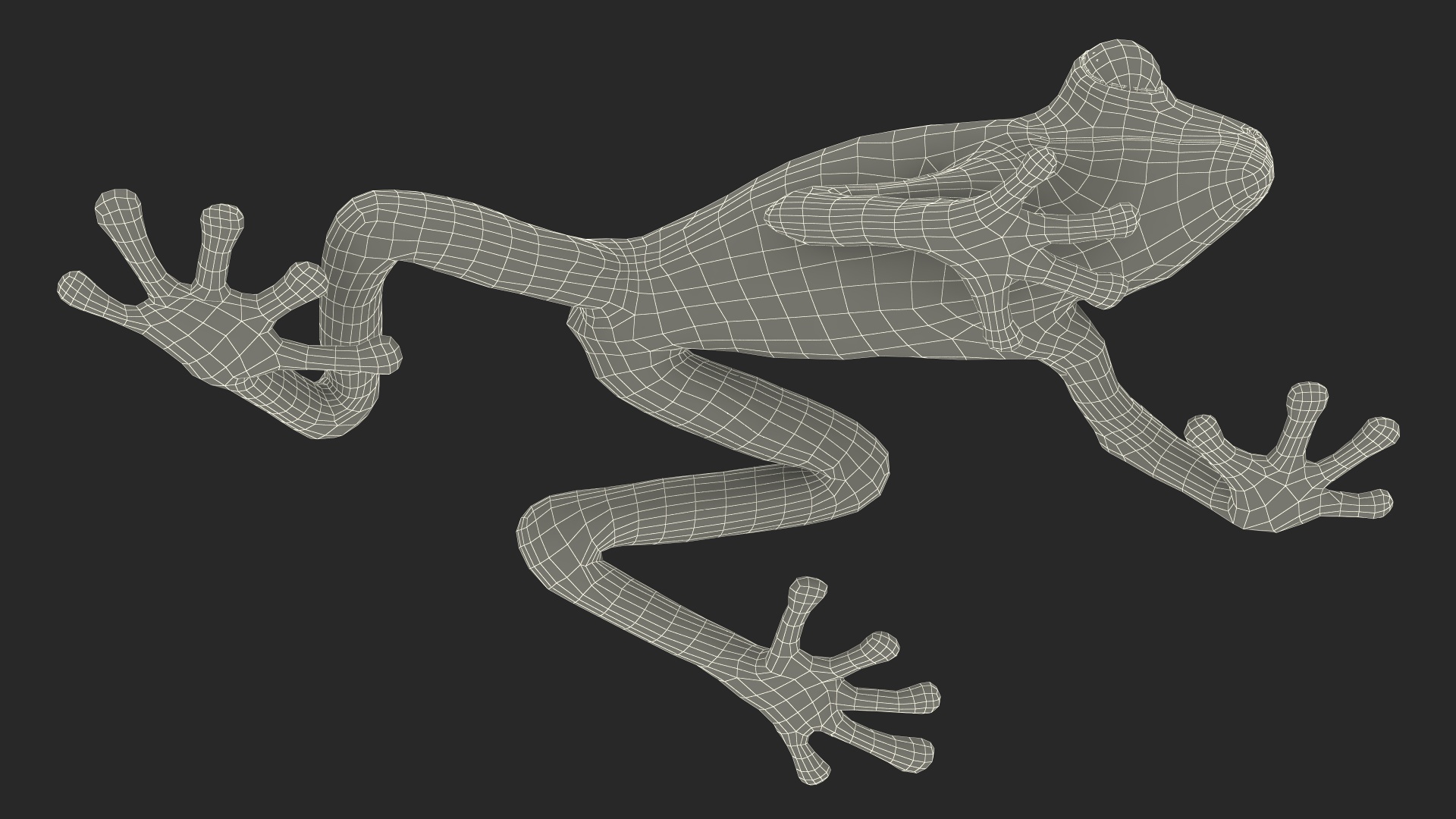 3D Agalychnis Callidryas