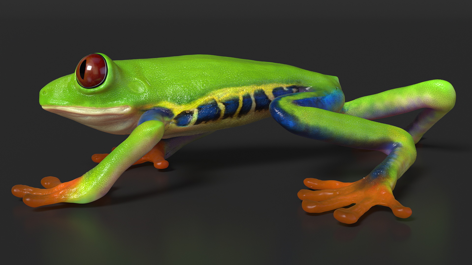 3D Agalychnis Callidryas